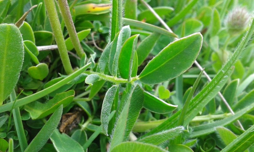 Anthyllis vulneraria subsp. pulchella (Vis.) Bornm. (b).jpg
