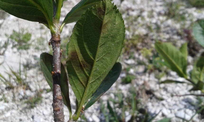 Sorbus chamaemespilus (L.) Crantz (d).jpg