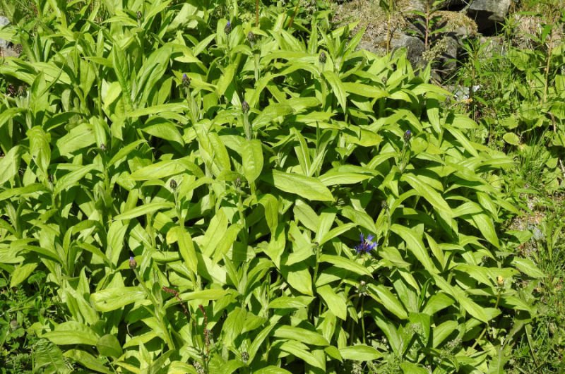 03-Mageroya-Caponord_Centaurea montana-2017715_105.jpg