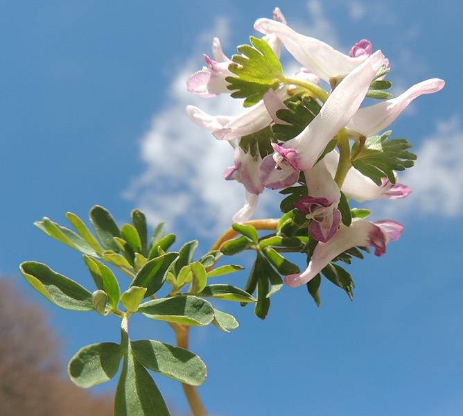 Corydalis densiflora (544325)