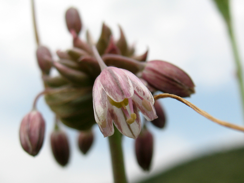 Allium_oleraceum_4.jpg