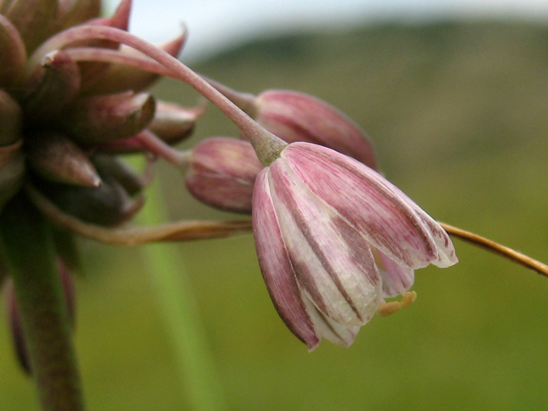 Allium_oleraceum_5.jpg