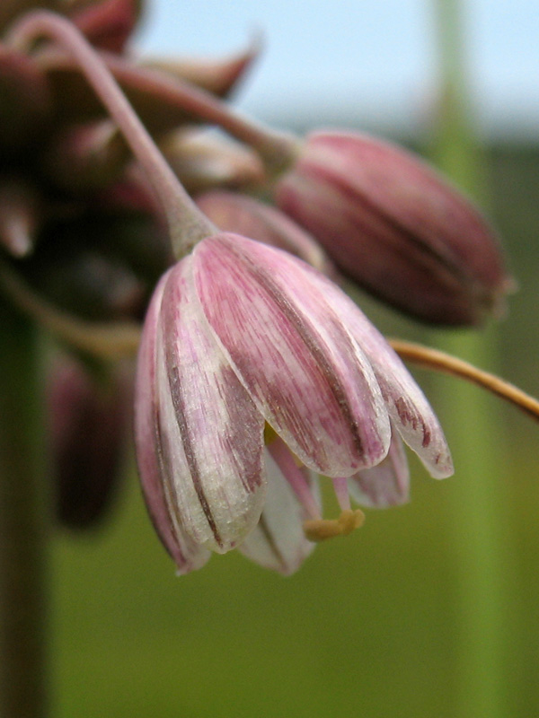 Allium_oleraceum_7.jpg