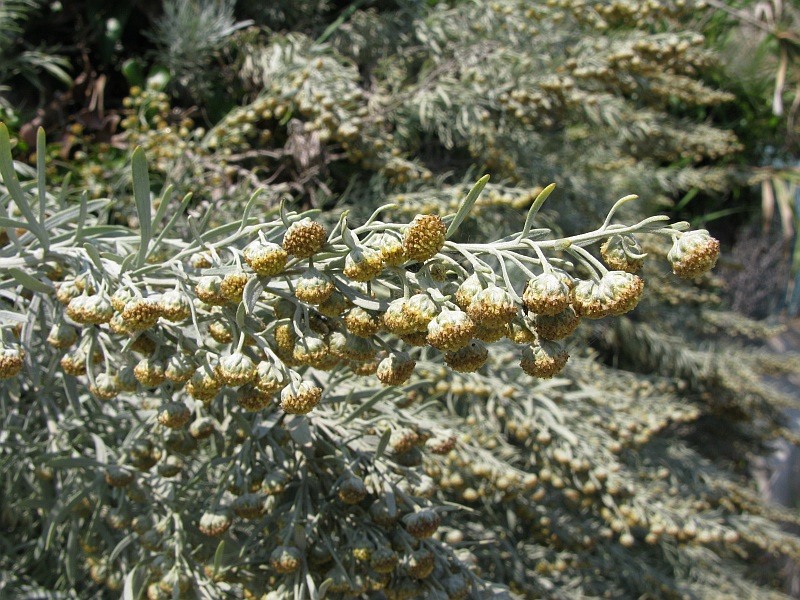 <i>Artemisia arborescens</i> (Vaill.) L.