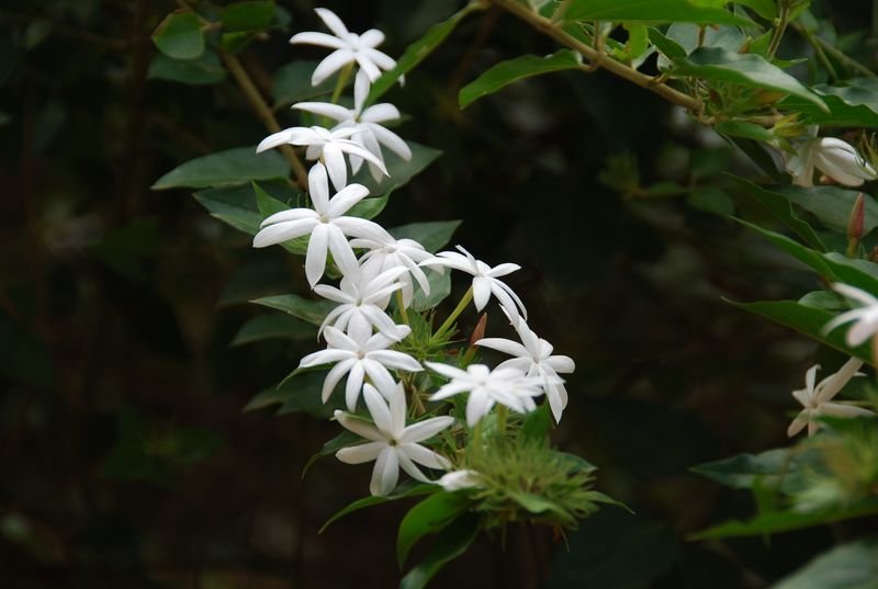 Oleaceae - Jasminum maingayi5.JPG