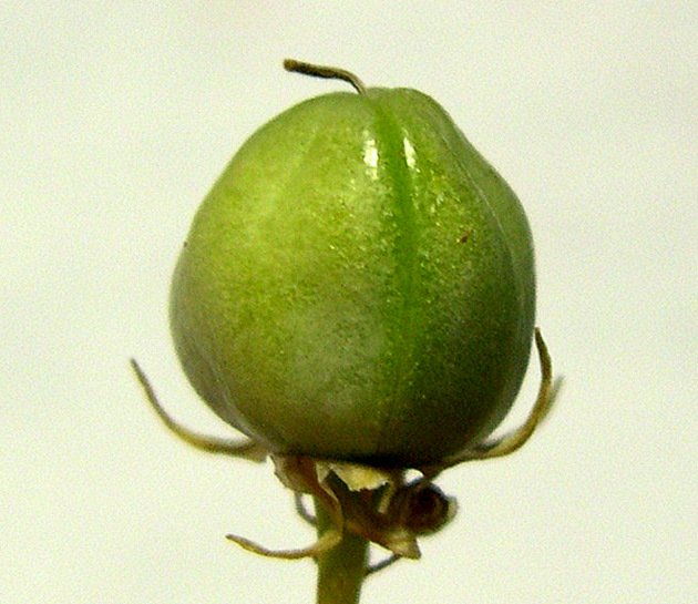 Allium_cyrilli 10.jpg