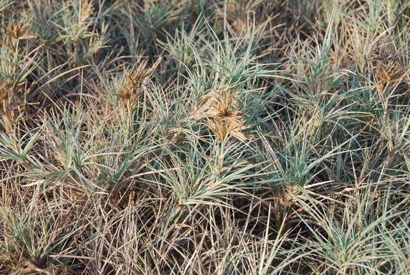 Poaceae - Spinifex littoreus1.JPG