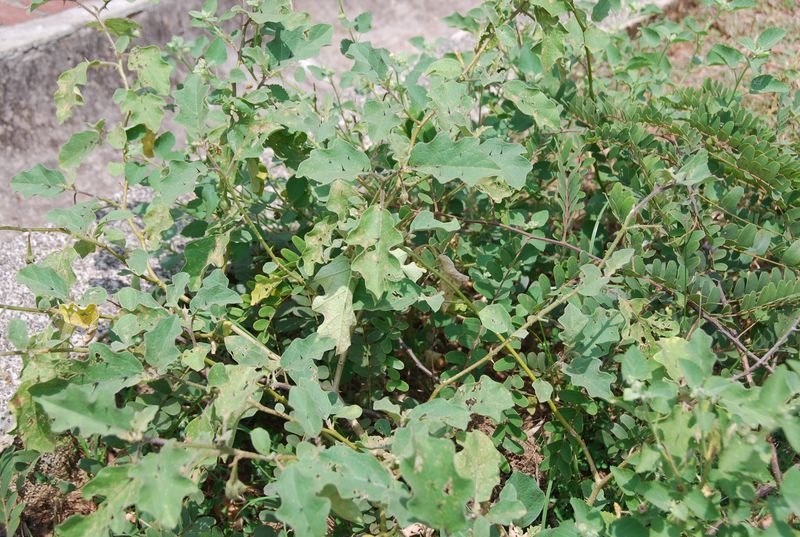 Solanaceae - Solanum melongena subsp. insanum3.JPG