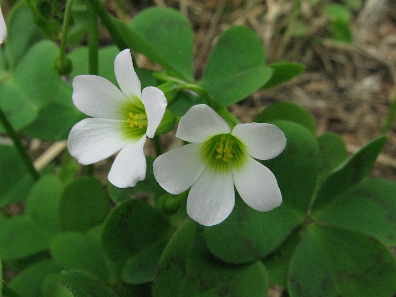 Oxalis violacea (55906)