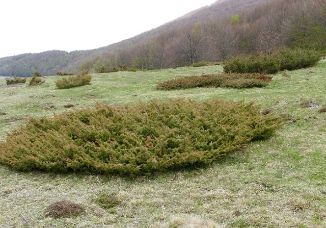 Juniperus sp..JPG