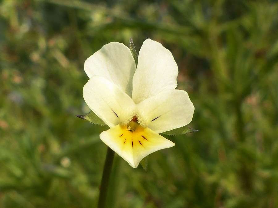 Viola arvensis (563633)