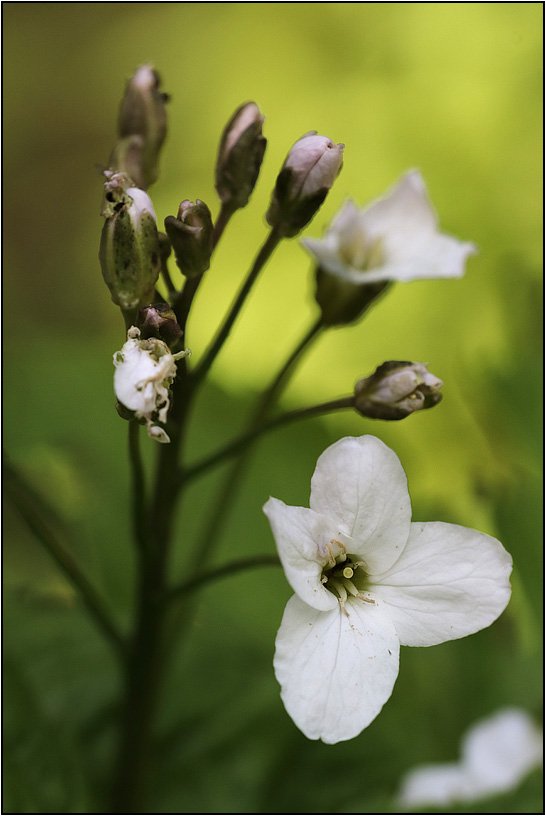 Cardamine-heptaphylla-20190524-006-Jap.jpg