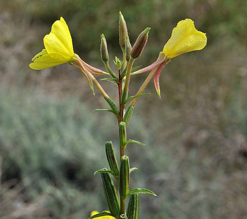 Oenothera adriatica (565150)