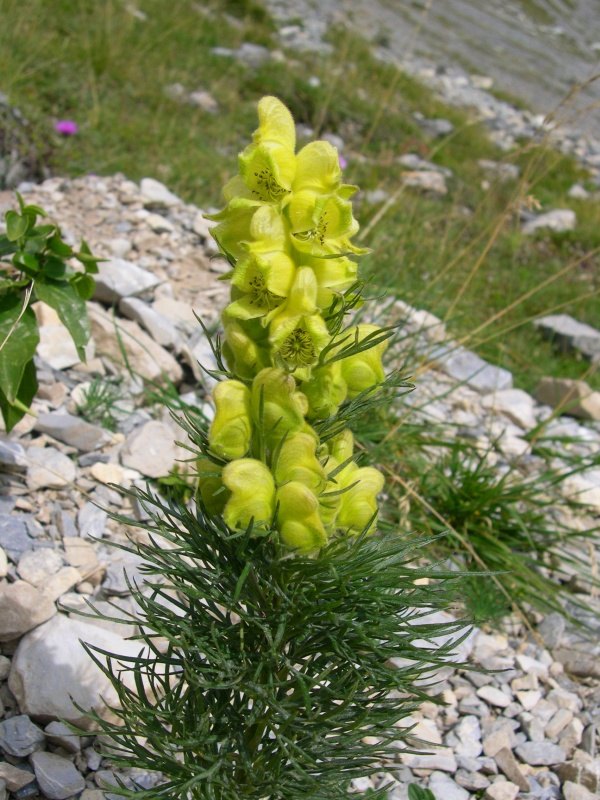 Aconitum anthora (569)