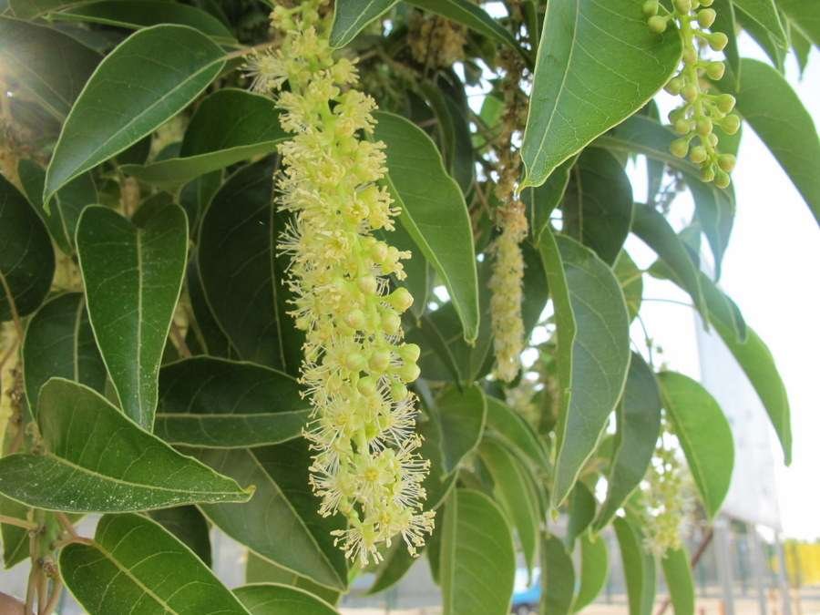 Phytolacca_dioica_L. (5).jpg