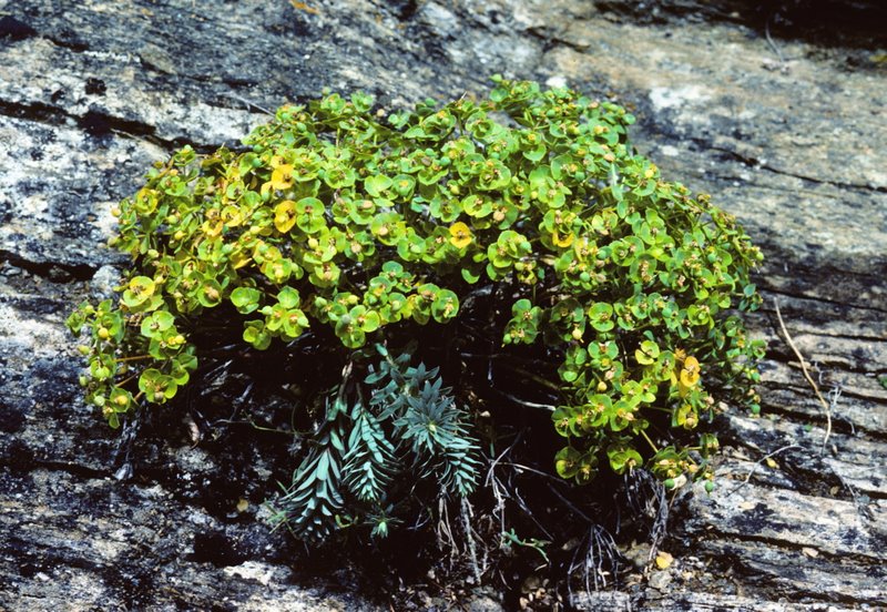 Euphorbia seguieriana Neck.