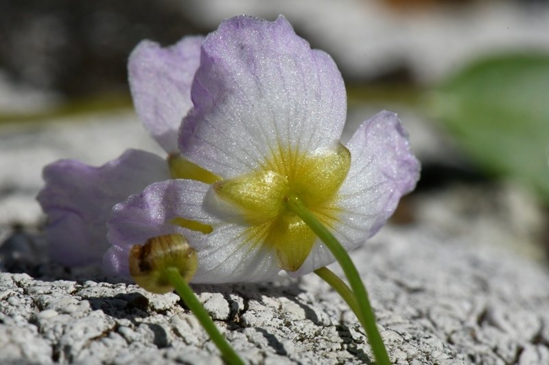 Ranunculus sp Tuili 201906 (7).JPG