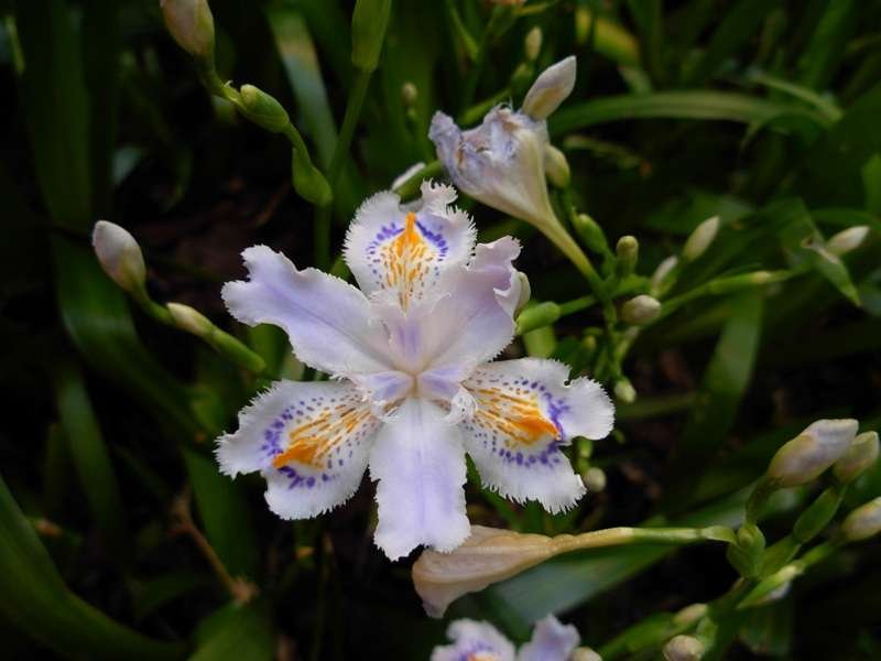 Evansia japonica (581228)