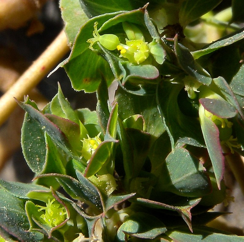 Euphorbia falcata (58205)