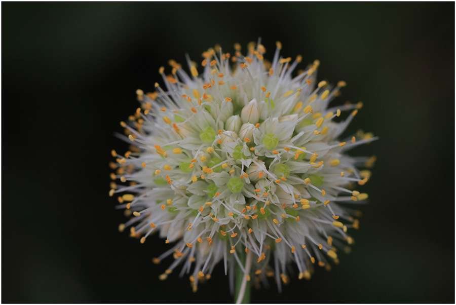 Allium horvatii (584692)