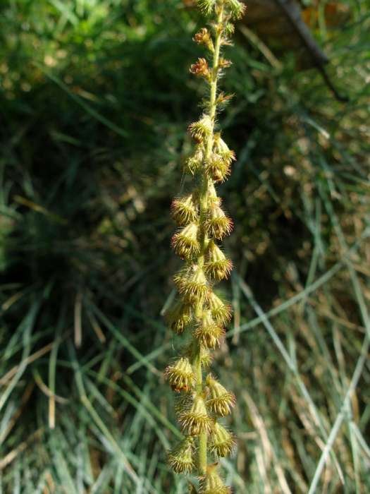 <i>Agrimonia eupatoria</i> L.