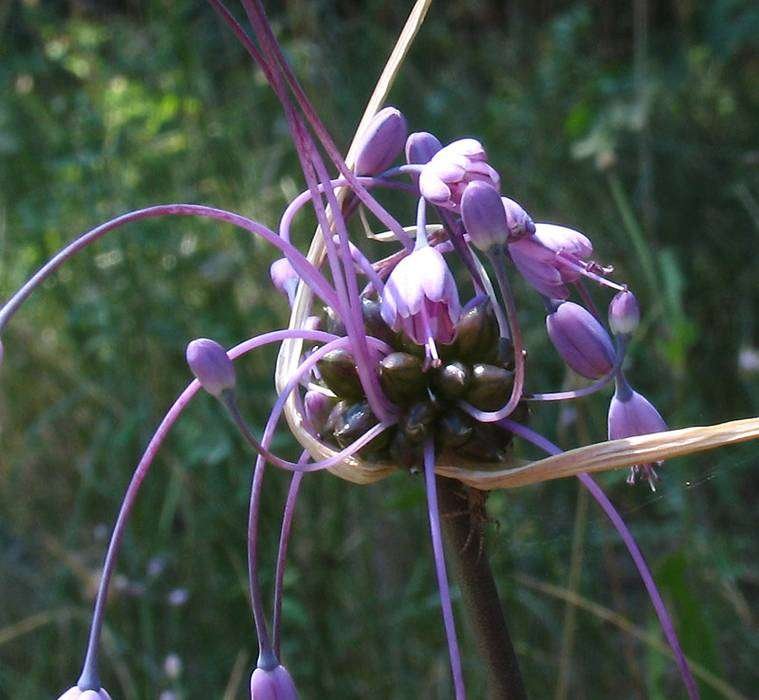 <i>Allium carinatum</i> L.