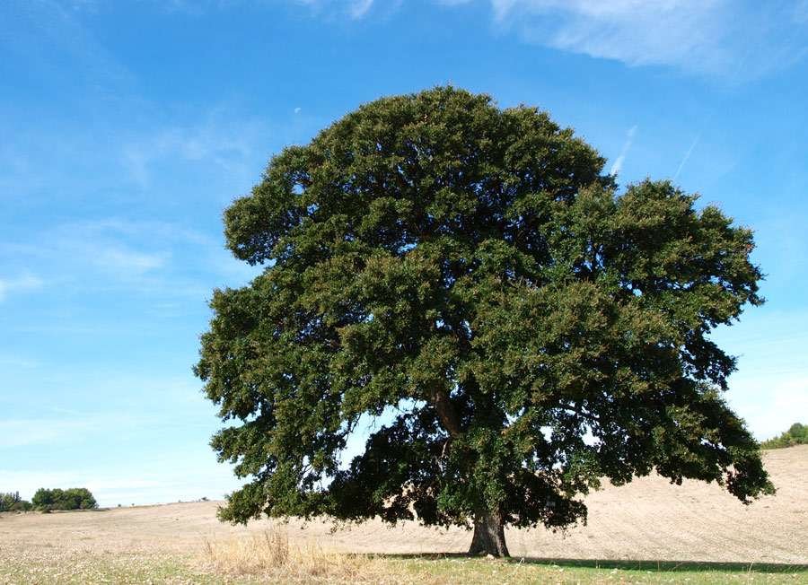 Quercus trojana (587564)