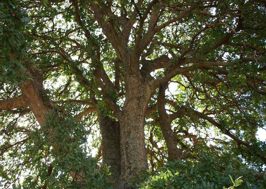 <i>Quercus trojana</i> Webb