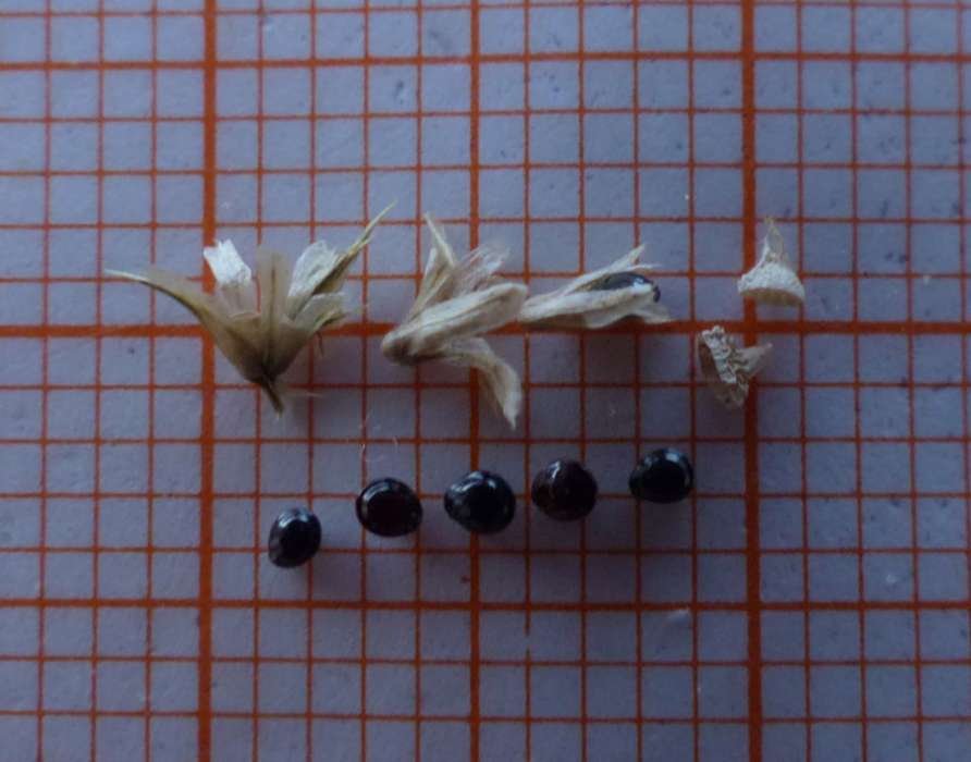 <i>Amaranthus retroflexus</i> L.