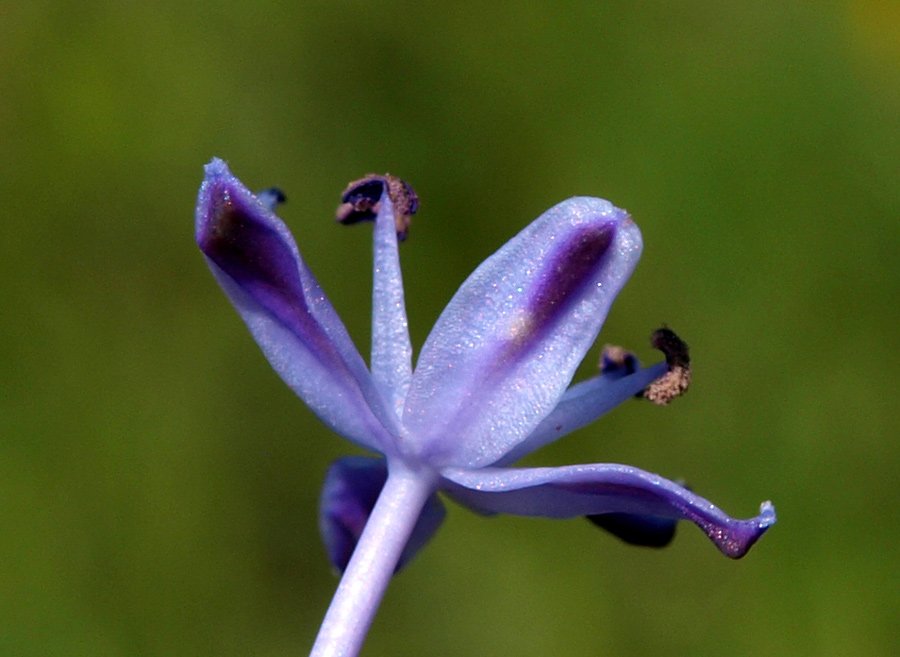Nectaroscilla_hyacinthoides 8.jpg