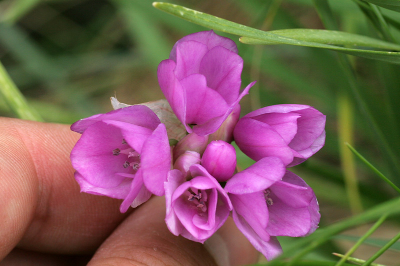 Allium narcissiflorum 4.jpg