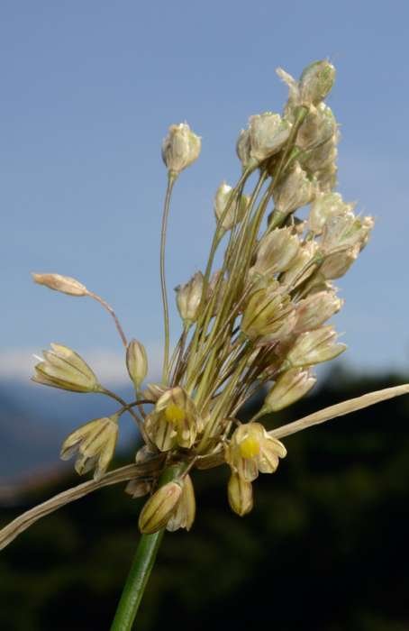 Allium oporinanthum (592549)