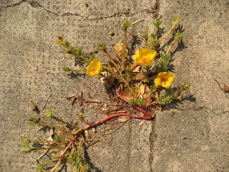 Portulaca grandiflora (59306)