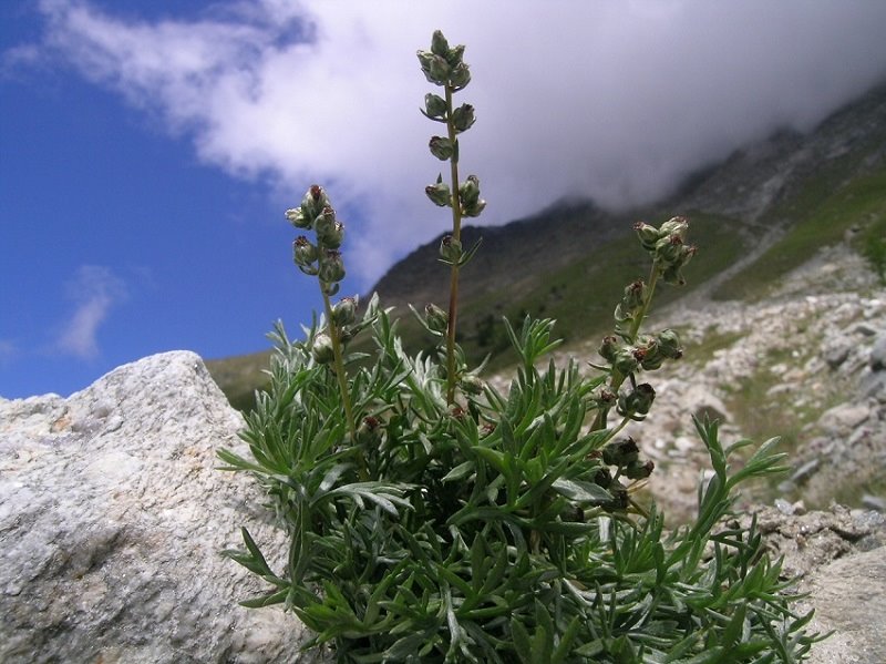 Artemisia borealis.102.JPG