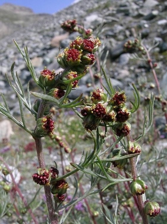 Artemisia borealis.2 (2).JPG