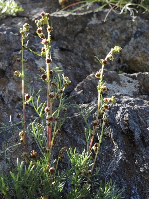 Artemisia alpina.01.JPG