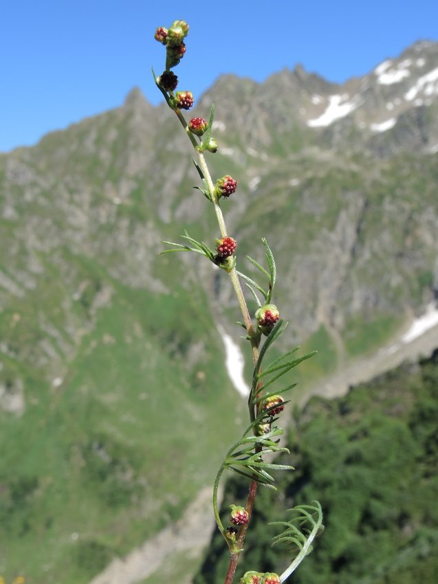 Artemisia alpina.04.JPG