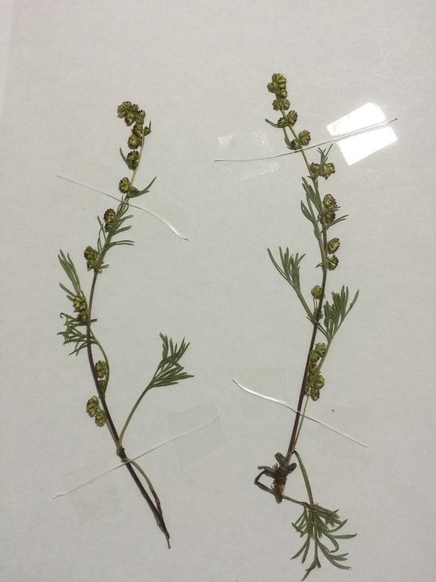 Artemisia alpina.14.JPG