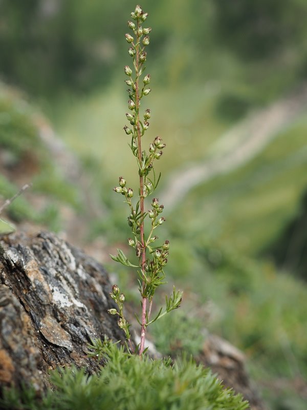 Artemisia_alpina_Crosino_6.JPG