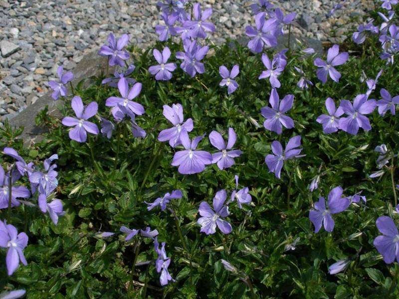 Viola cornuta (594272)