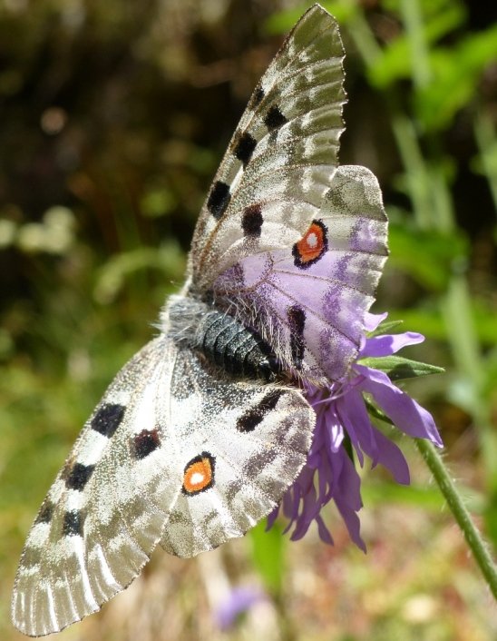 27 Papilionidae Parnassius apollo .JPG