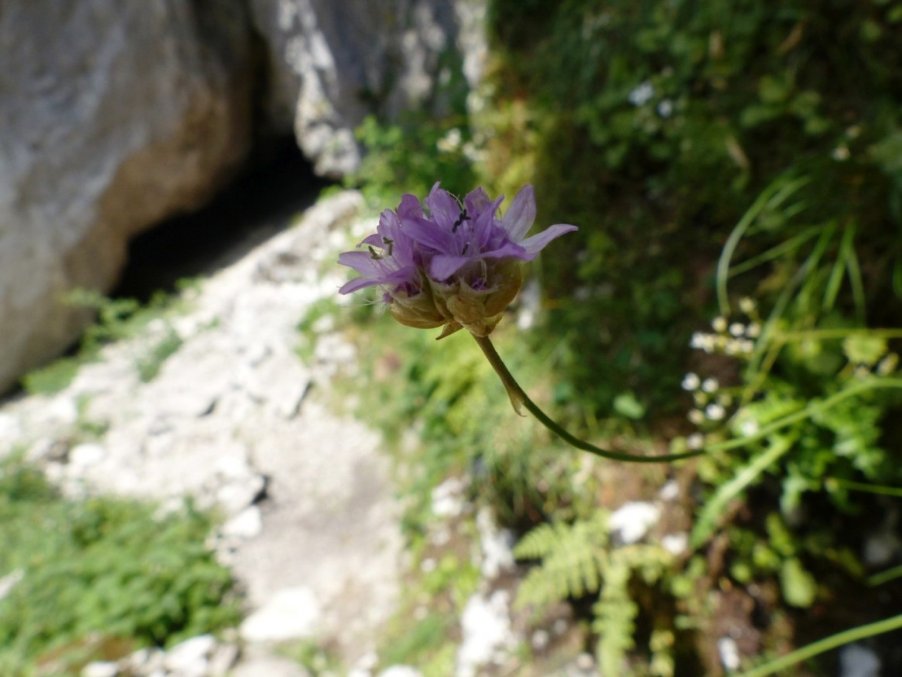 30 Armeria alpina Willd..JPG