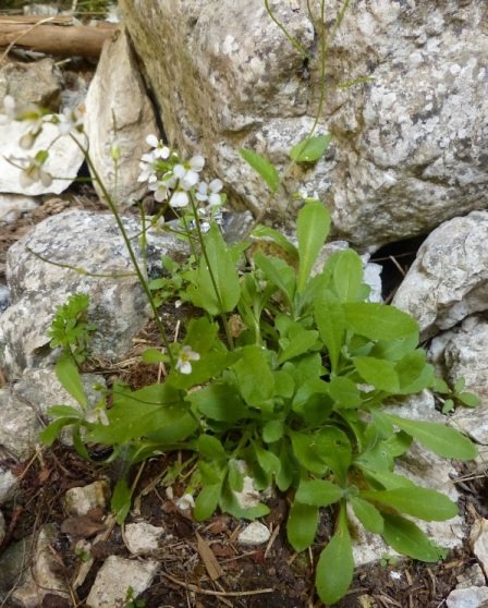 44 Arabis alpina subsp. caucasica (Willd.) Briq..JPG