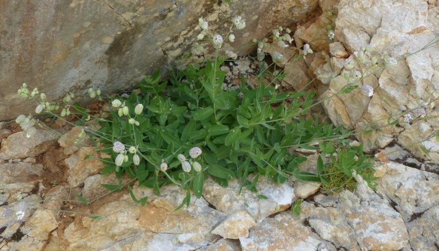 64 Silene vulgaris subsp. glareosa (Jord.) Marsden-Jones & Turrill..JPG