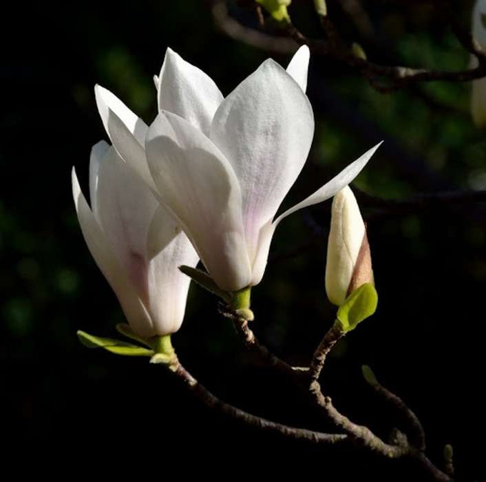 Magnolia kobus (597419)