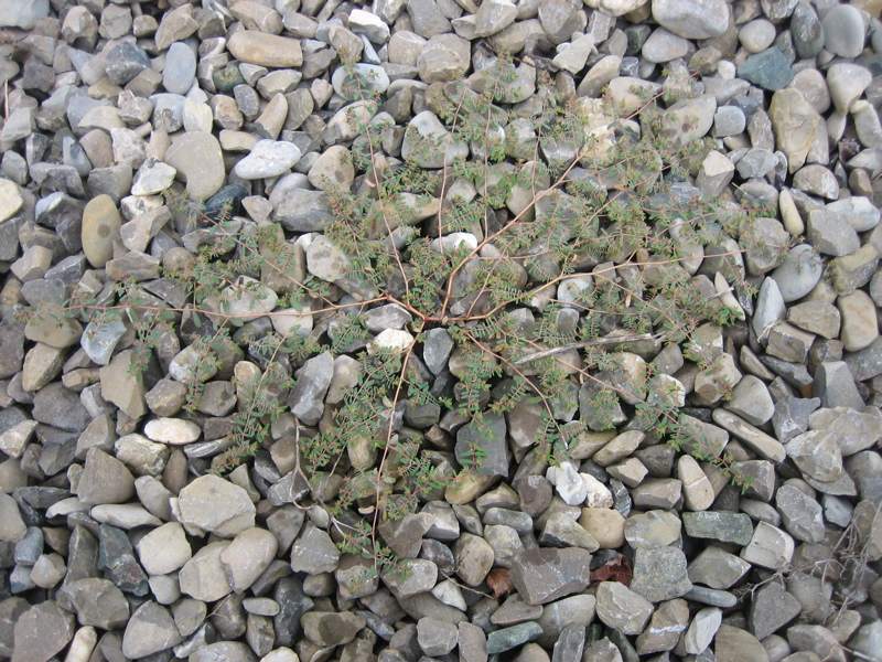 Euphorbia glyptosperma (59746)