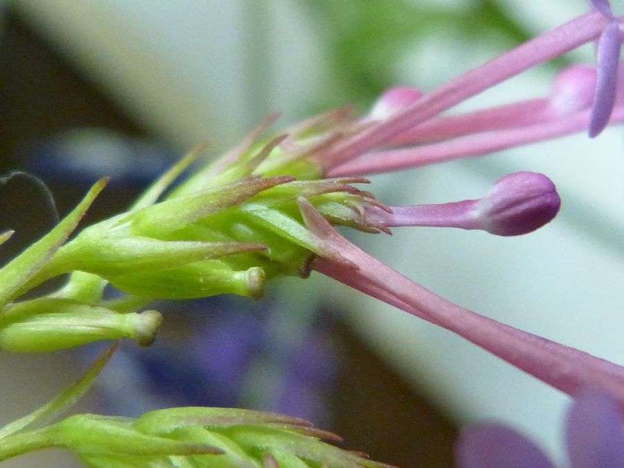 <i>Centranthus macrosiphon</i> Boiss.