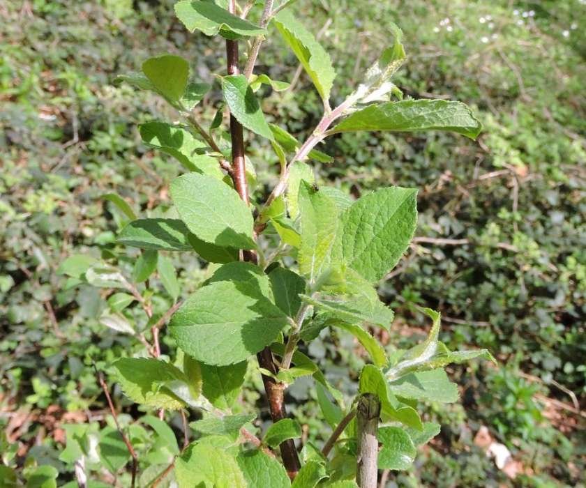 Salix nebrodensis