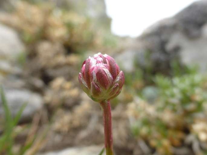 Armeria sardoa subsp. genargentea Arrigoni (c).jpg