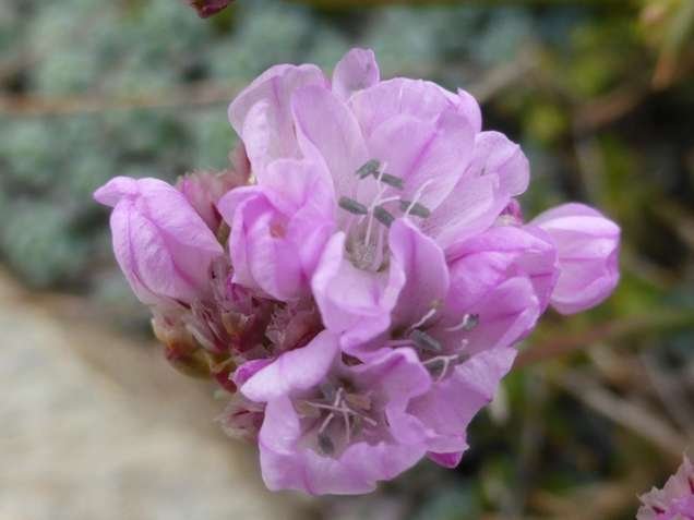 Armeria sardoa subsp. genargentea Arrigoni (e).jpg